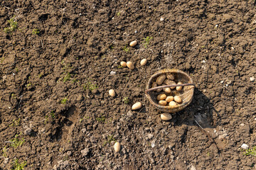 potatoes scattered on the ground and in a basket during agricultural work, large yellow potatoes on...