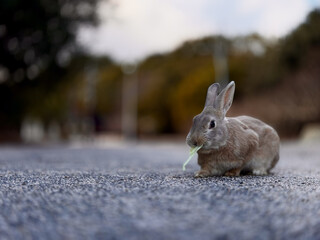 wild rabbit on the road