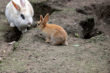 A group of adult and small rabbits on the ground with lots of holes , large and small rabbits in...