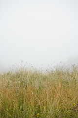 grass in the fog