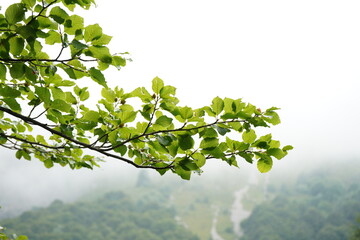 green leaves of the sky