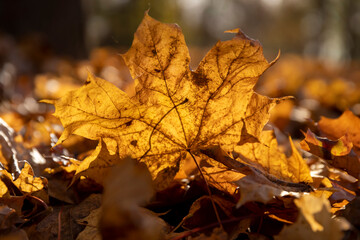 maple leaves on the ground in autumn season, closeup, a lot of fallen maple leaves are orange