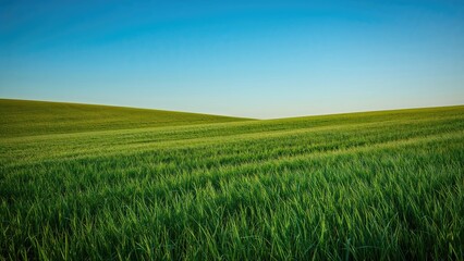 Fototapeta premium Expansive green pasture with a serene blue backdrop