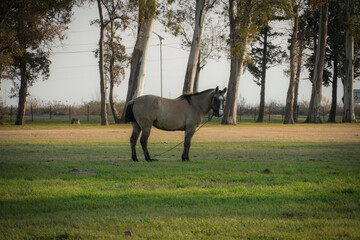Caballo en el parque