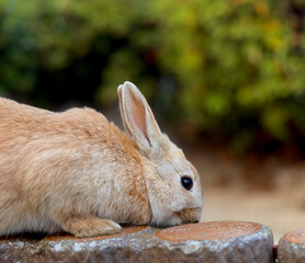 wild rabbit on a fence