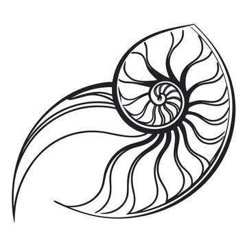 Vector art of a chambered nautilus shell is isolated on white background