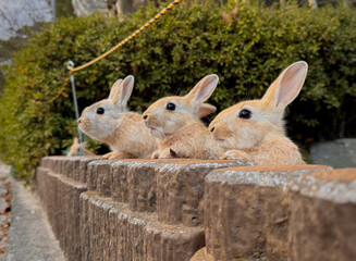 wild bunnies on a fence