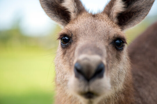 Kangaroo looking closely into camera lens
