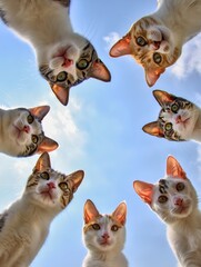 Curious Cats Gazing Down from Above Against a Blue Sky Background