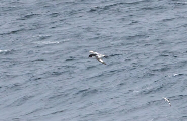 Seagull flying