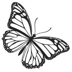 Vector art of a beautiful butterfly with patterned wings isolated on white background