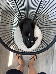 Black cat relaxing in modern round chair
