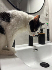 Curious cat exploring bathroom sink: hygiene and pet behavior