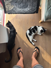 Two cats relaxing on wooden floor with owner wearing flip-flops