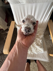 Owner holding head of white poodle dog while relaxing on chair