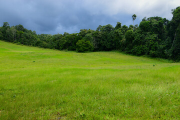 Soft green grass in the rainy season, dark rain clouds gathering, rain is approaching.