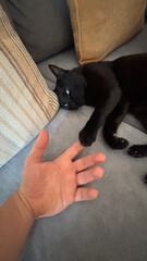 Black cat holding human finger on sofa