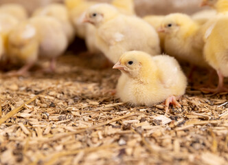 small newly hatched chickens in a poultry farm without cages on a litter of sawdust