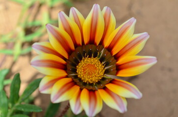 yellow flower in the garden