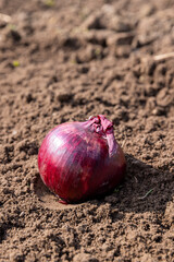 Red onions in the field in the spring season, preparing the field for planting beautiful red onions