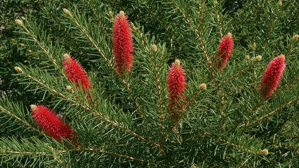 Callistemon lanceolatus DC, a flowering tree species with distinctive red bottle brush flowers, typically grown for decorative and shading uses