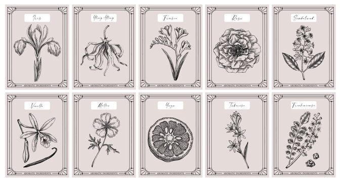 Vector set of botanical perfumery and cosmetic product label templates. Vintage hand-drawn illustration Retro style perfume design concept. NOT AI generated 