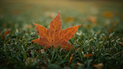 Fall season imagery featuring a brown maple leaf on green grass
