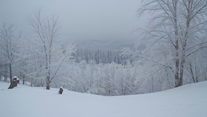 Fototapeta premium Frozen forest landscape featuring snow-laden trees and limbs