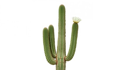 Green cactus housed in a black planter on a white background