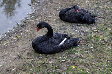Black swans on the shore , a pair of black swans sitting on the shore by the water