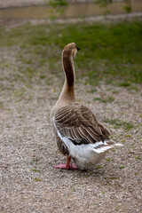 one grey goose stands on the sand, a large lone goose in the yard in the countryside