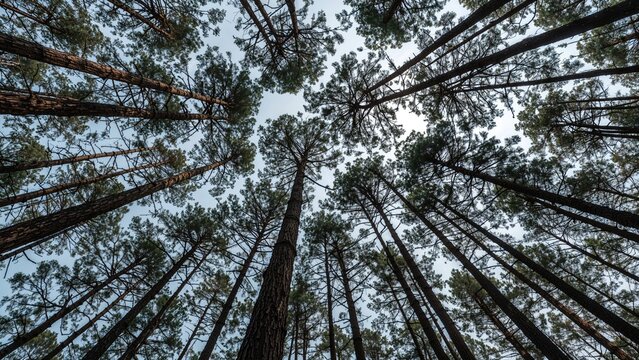 Looking up at towering pine trees in a forest - Powered by Adobe