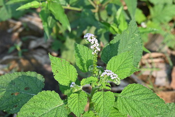 Heliotropium indicum plants flower. It is an annual hirsute plant. Its other name Indian...