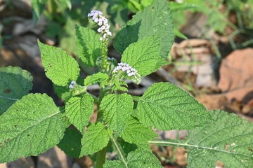 Heliotropium indicum plants flower. It is an annual hirsute plant. Its other name Indian...