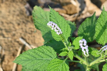 Heliotropium indicum plants flower. It is an annual hirsute plant. Its other name Indian...