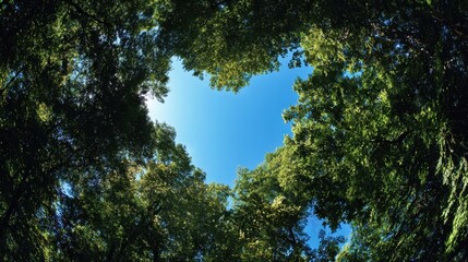 The breathtaking view of trees framing a clear blue sky in nature.