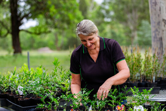 Australian female horticulturalist gardening in freshly potted seedling nursery garden