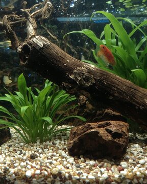 Mustard gas Betta coexisting with kuhli loaches under driftwood shelter