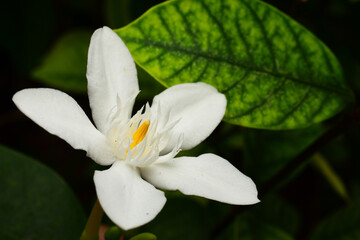 white magnolia flower