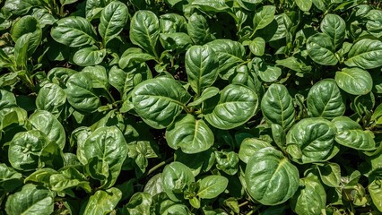 Healthy spinach crops with vivid green leaves and firm stems prospering in sunny, fertile ground.
