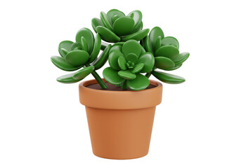 Isolated Green Succulent Plant in Terracotta Pot