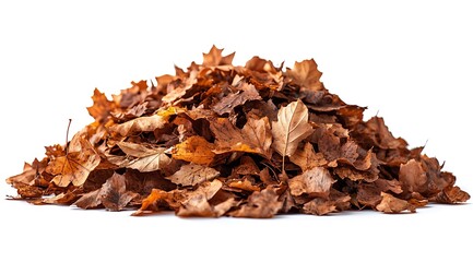 Pile of dry brown oak leaves on a white background autumn fall image