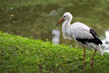 White stork in a clearing