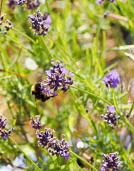 A bumblebee feeding on the flower of a lavender plant
