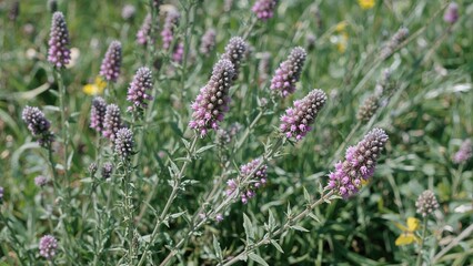 Flowering spikes of common heather with purple-tinted blossoms against a green grassy background in natural sunlight.