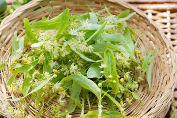 Freshly picked lime blossoms or linden flowers in wicker basket outdoors, harvested lime blossoms...