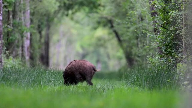 Male Wild boar walking and eating in a forest path. Sus scrofa, Sologne, Loiret 45, r&eacute;gion Centre Val de Loire, France, European Union, Europe