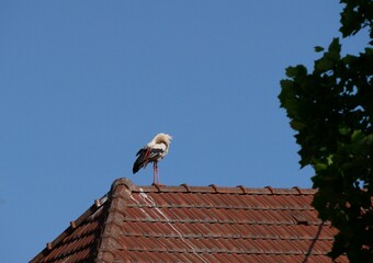 Cigogne blanche perchée en hauteur en Alsace France