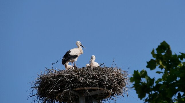 Cigogne blanche et cigogneaux au nid perch&eacute;s en hauteur en Alsace France