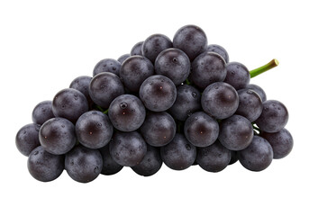 Isolated Luscious Bunch of Fresh Black Grapes with Dew Drops